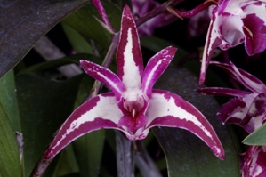 Dendrobium N.R. (Den. Purple Joy x Den. Zip) Diamond Orchids HCC/AOS 77 pts.